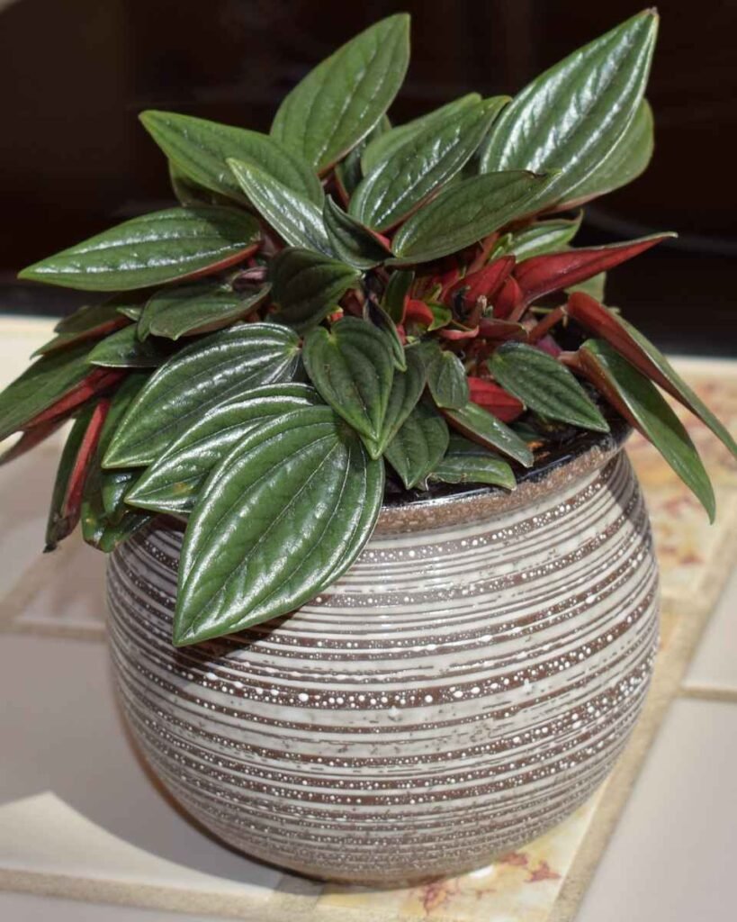 Calathea