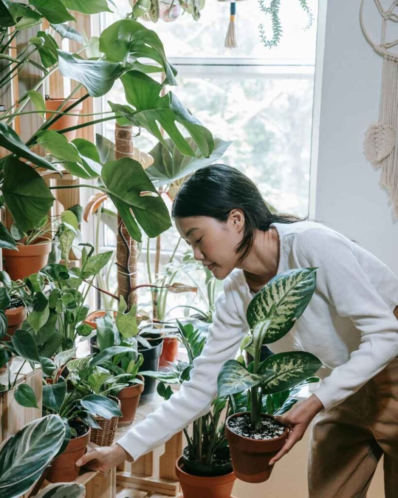 Rhipsalis