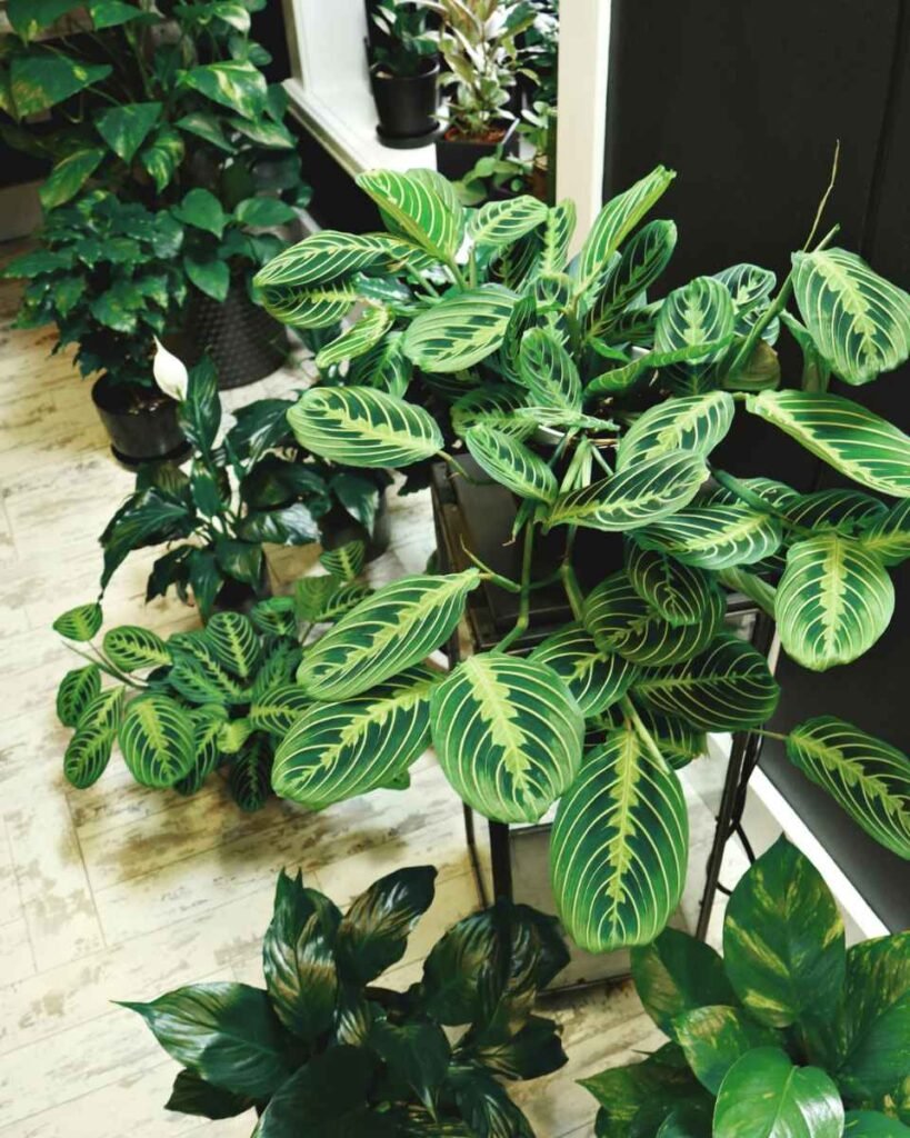 Ficus Elástica (Figueira-de-bolso)