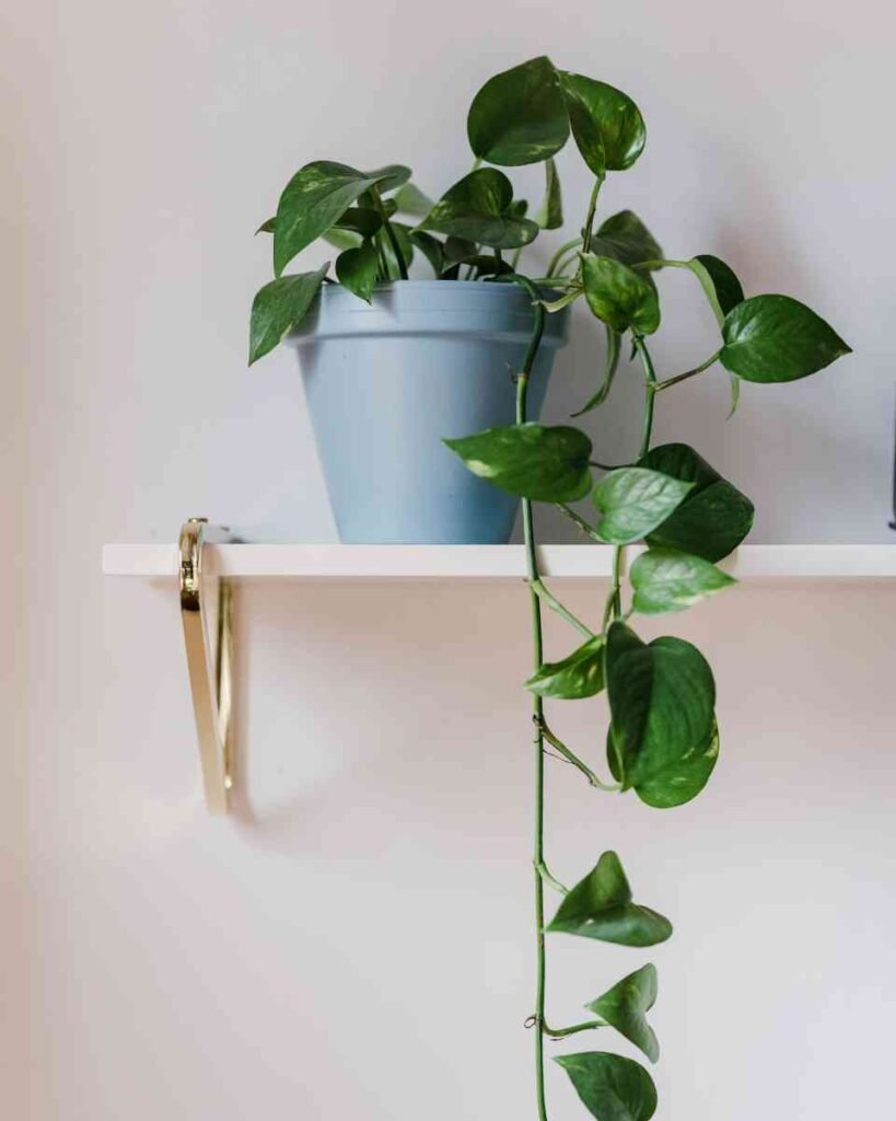 Planta na prateleira