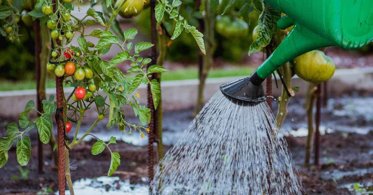 A Planta Perfeita para Quem Esquece de Regar