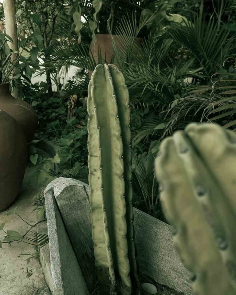 3 Sinais de que Sua Planta Está Pedindo Socorro