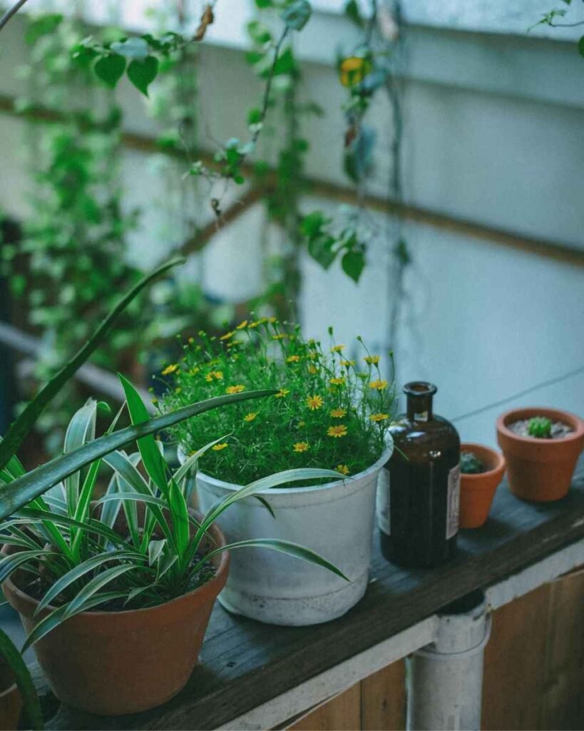 Plantas na Prateleira