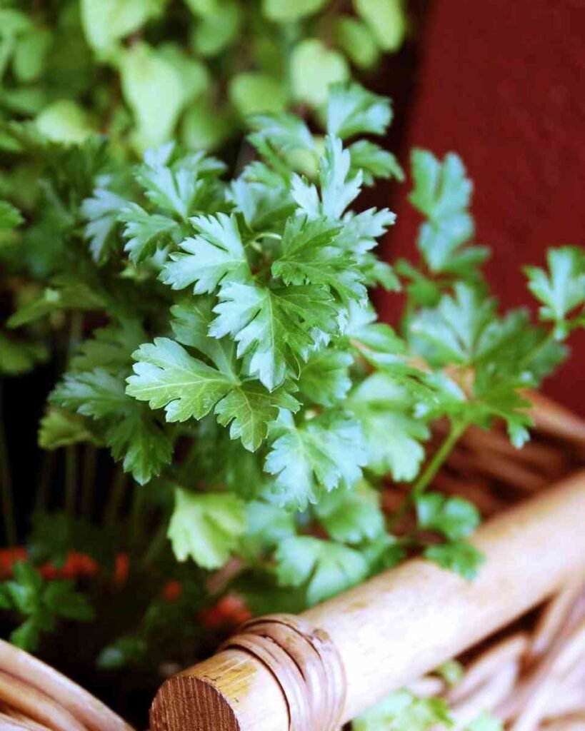 Cheiro Verde