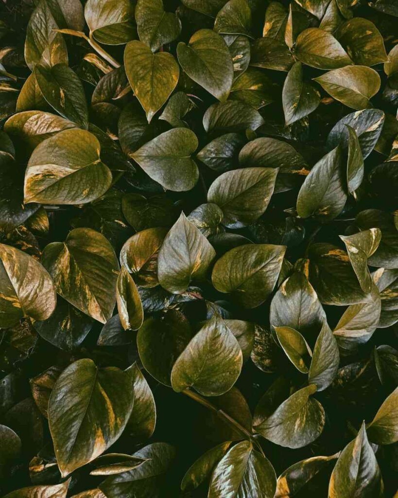Pothos