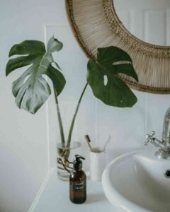 Como Regar Plantas do Jeito Certo e na Medida