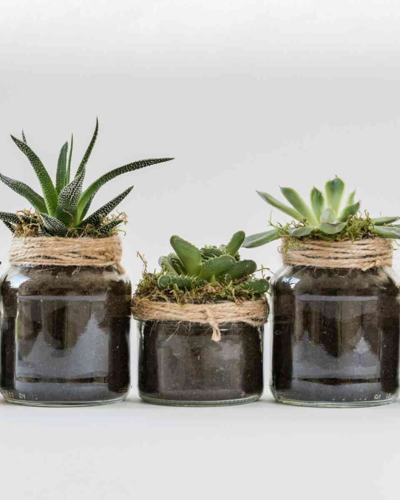 Suculentas em vasos de vidro
