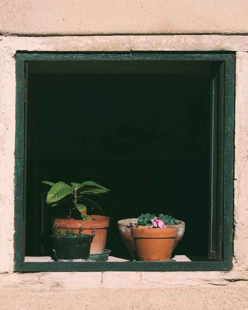 Plantas na Janela de Barro