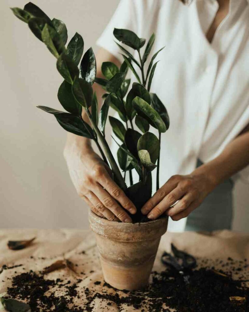 Muda no vaso de planta