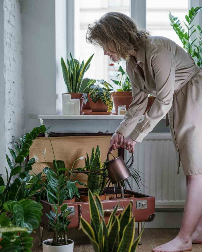 Colhendo plantas