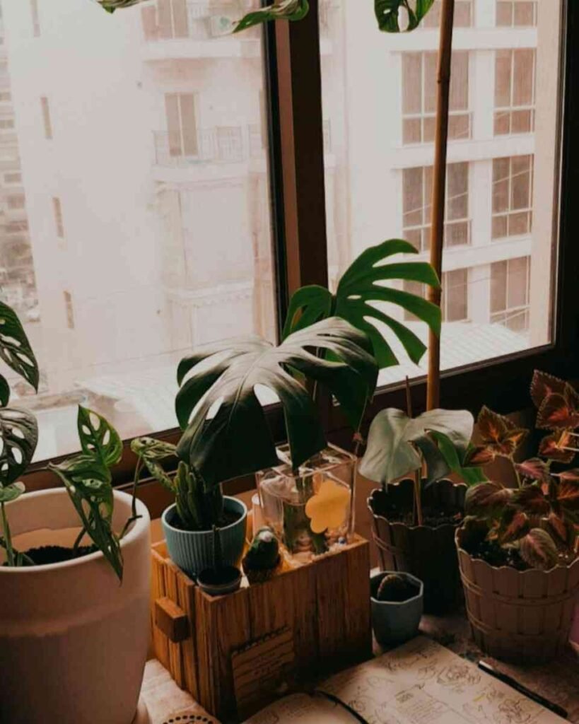 Plantas na Janela