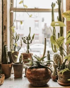 Regou Demais? Veja Como Evitar Esse Erro Comum