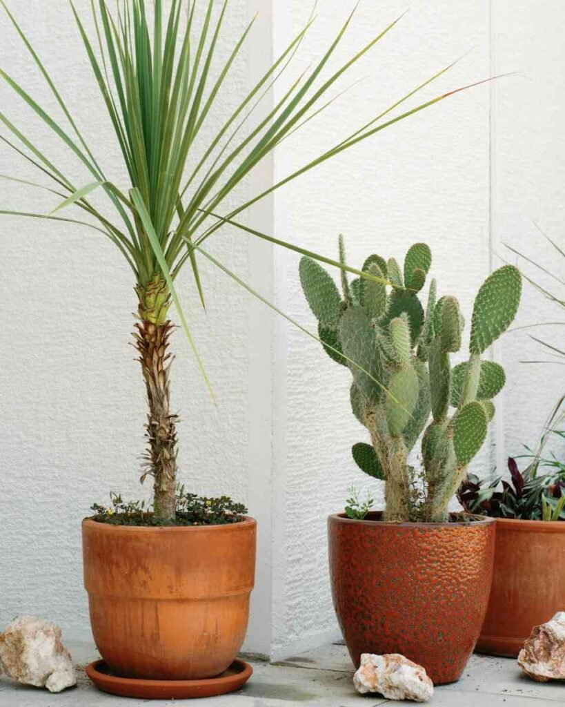 Cactos no Vaso
