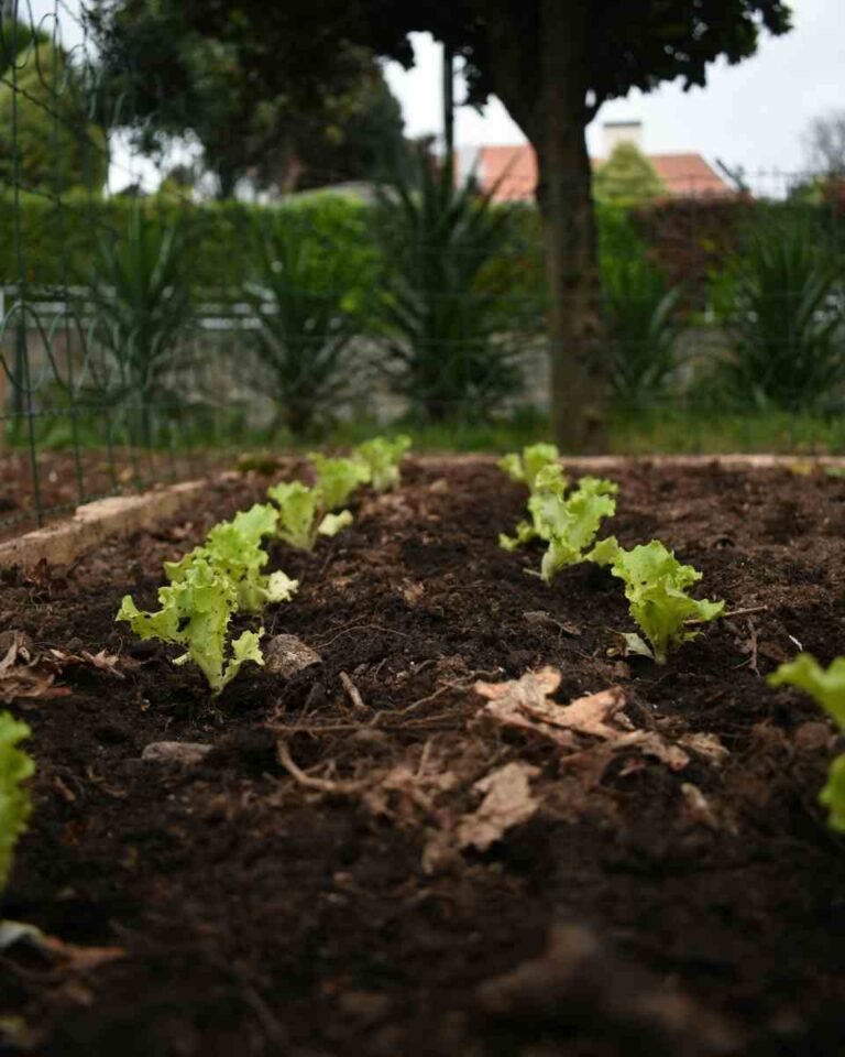 Como Montar Sua Horta em Casa Sem Gastar Muito