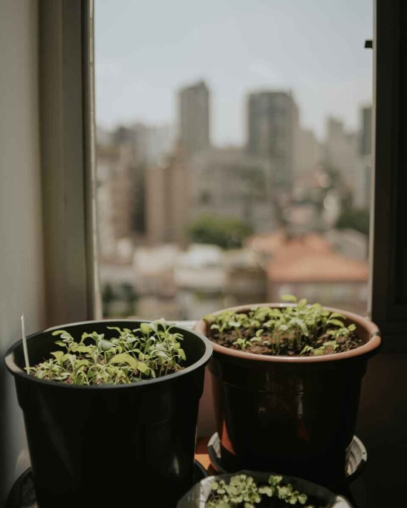 Plantas na Janela