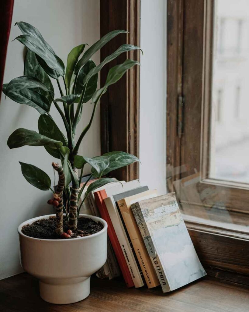 Plantas nas Janela