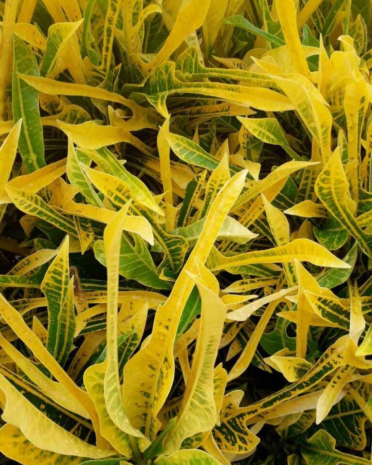 Folhas Amarelando? Veja o que Fazer Agora