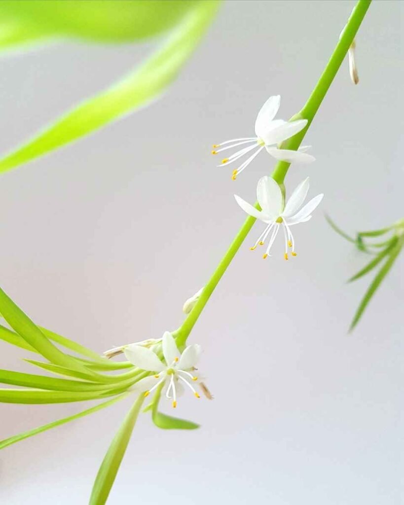 Clorofito
