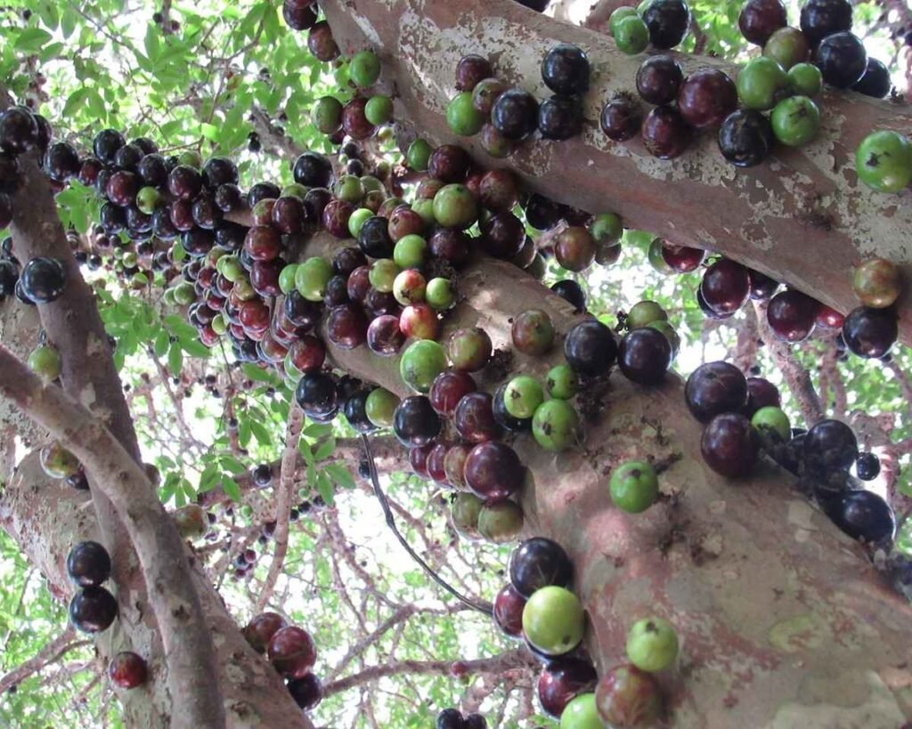 jabuticabeira