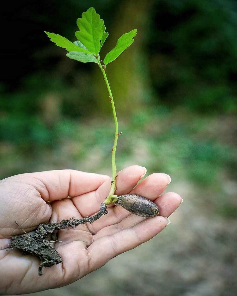 Planeta nas mão