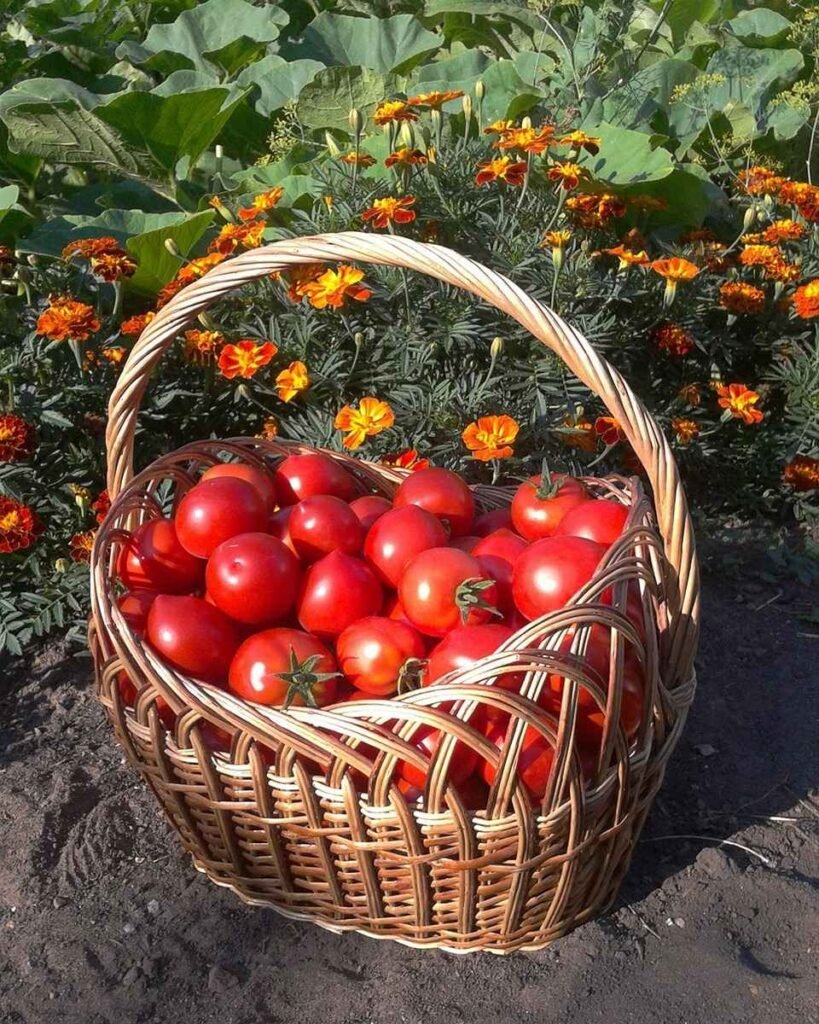 Cesta