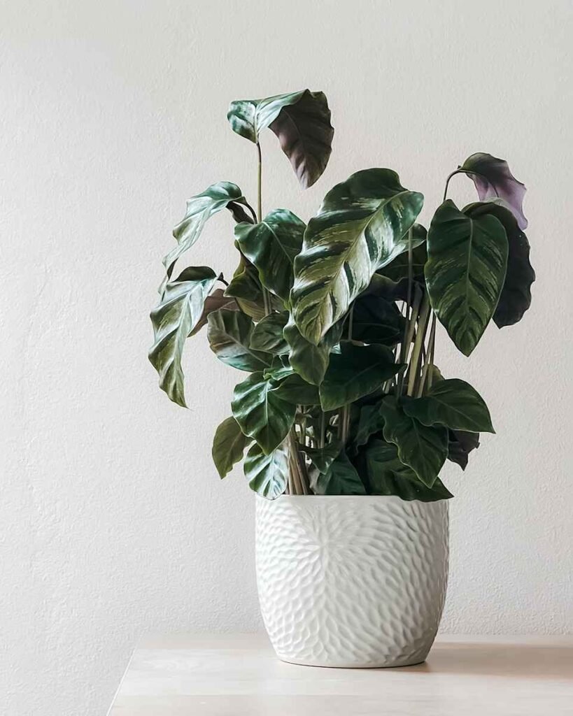 Planta saldável