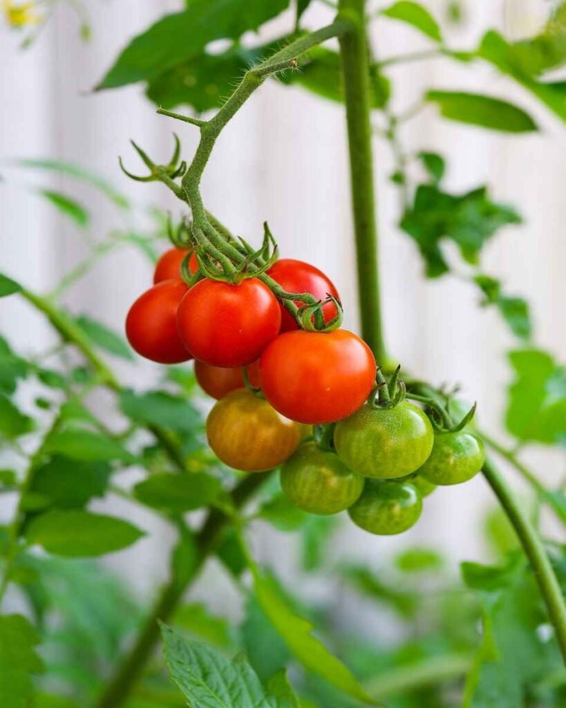 Tomate cereja
