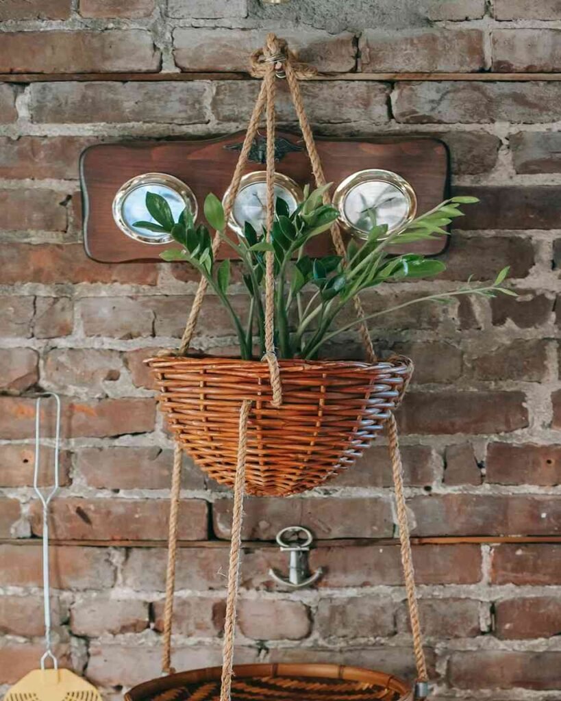 Planta no Jarro