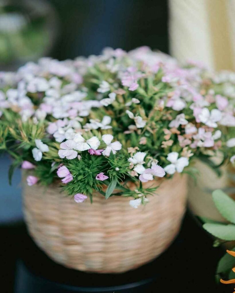 Plantas na Janela