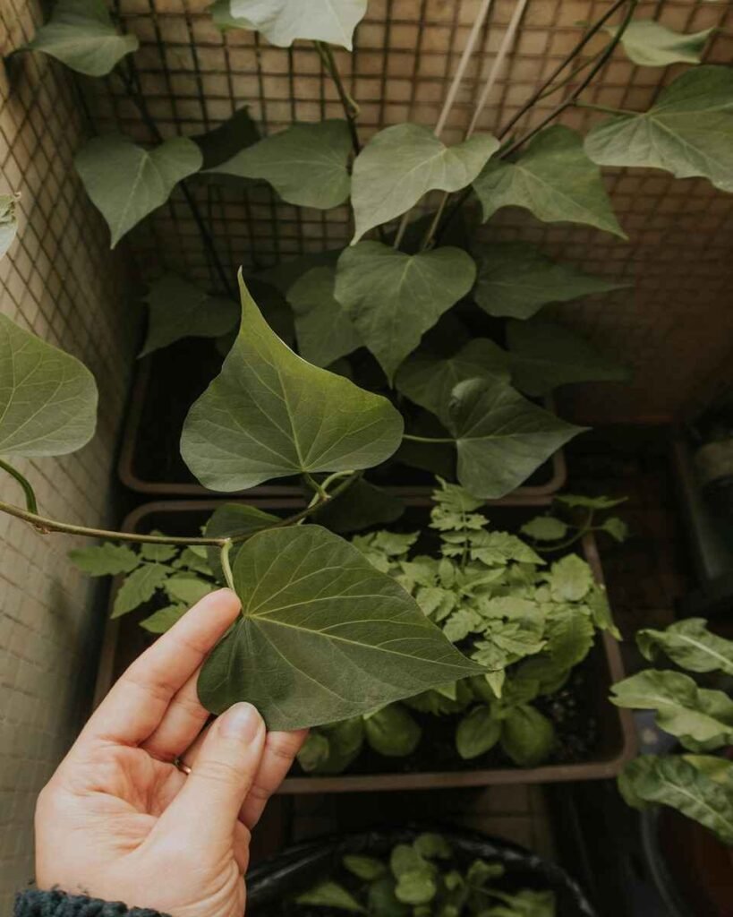 Planta