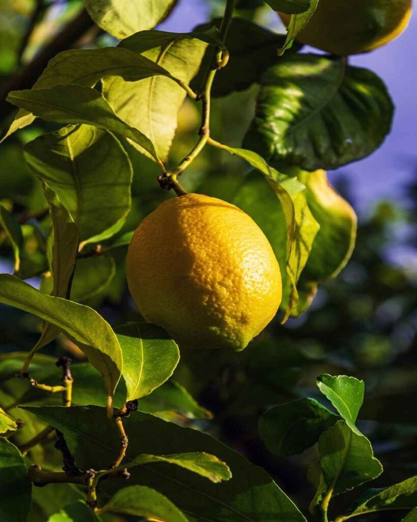 fruta