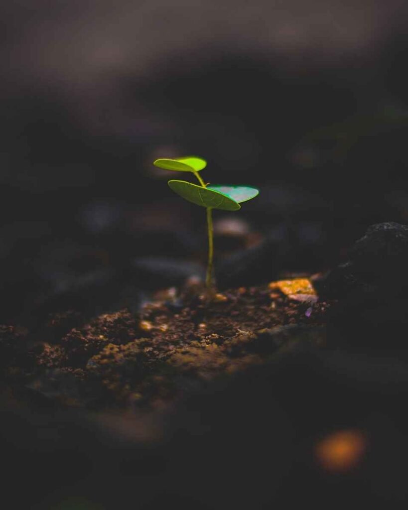 Plantas crescendo