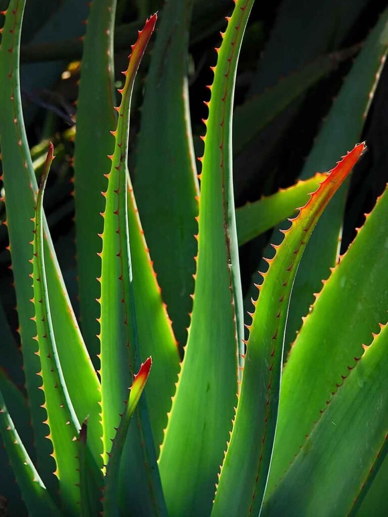 Aloe Vera saudável