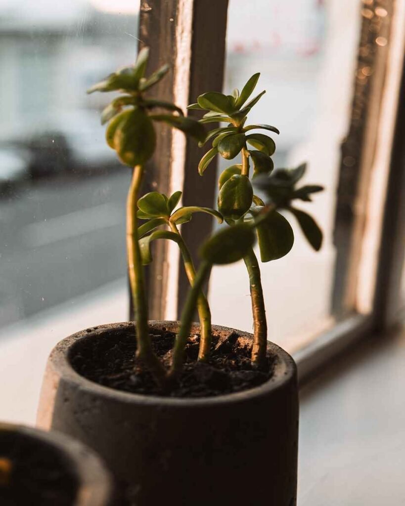 Plantas na Janela