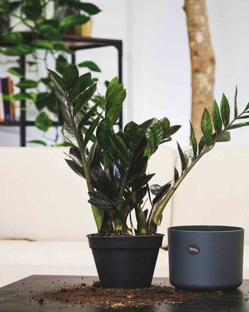planta vive