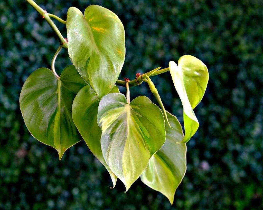 planta pendurada