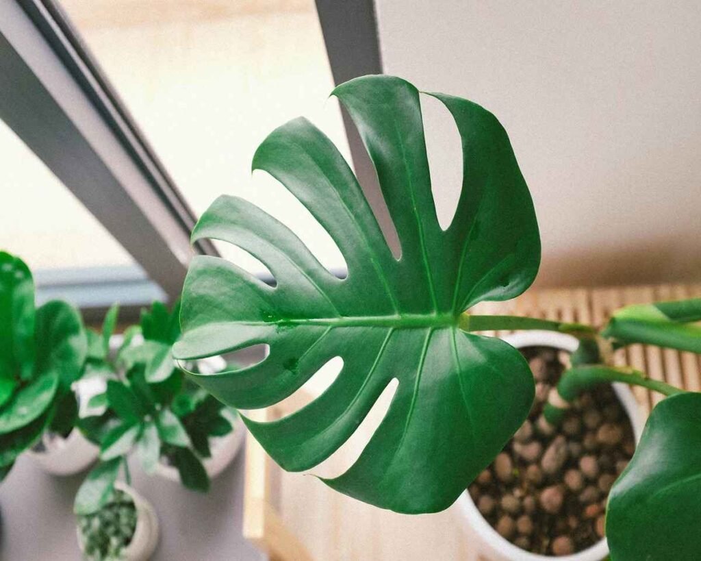 planta bonita