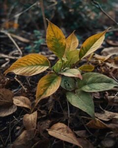 Uma Regra Visual que Nunca Me Deixa Errar com Água