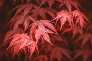 Descubra o Mistério dos Alimentos Raros que Podem Transformar Sua Saúde