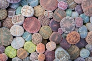 Descubra o Segredo que Revoluciona o Seu Estilo de Vida