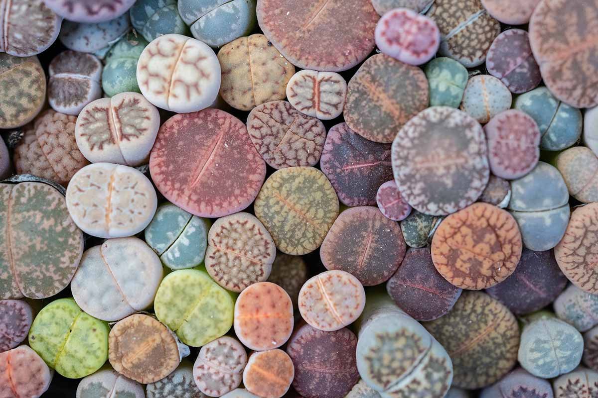 Descubra o Segredo que Revoluciona o Seu Estilo de Vida