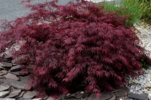 Descubra o Segredo Surpreendente que Transforma Seu Jardim em um Paraíso