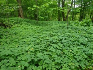 Descubra o Segredo Que Está Transformando Jardins em Oásis