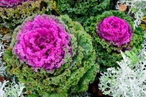 Descubra o Segredo Surpreendente para Fazer Seu Jardim Florescer!