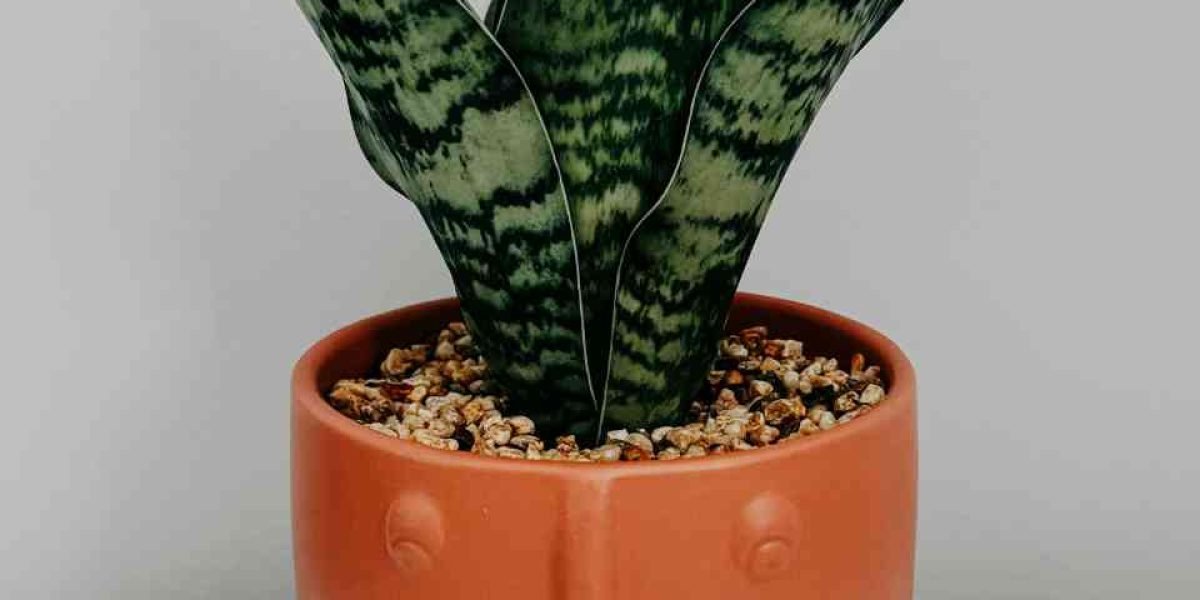 Espada de são Jorge 