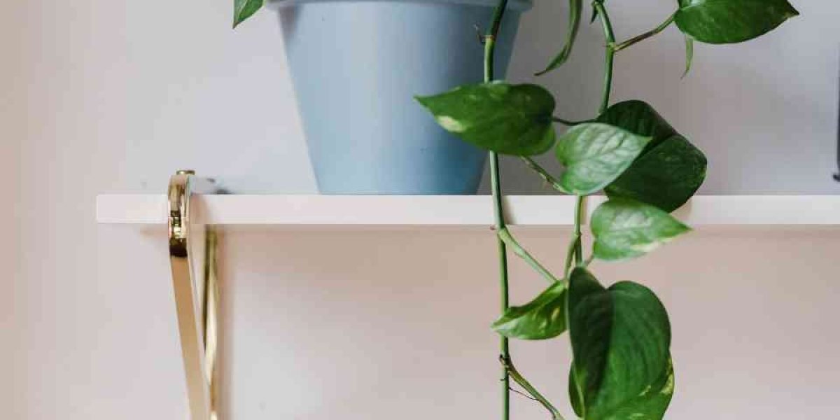 Planta na prateleira