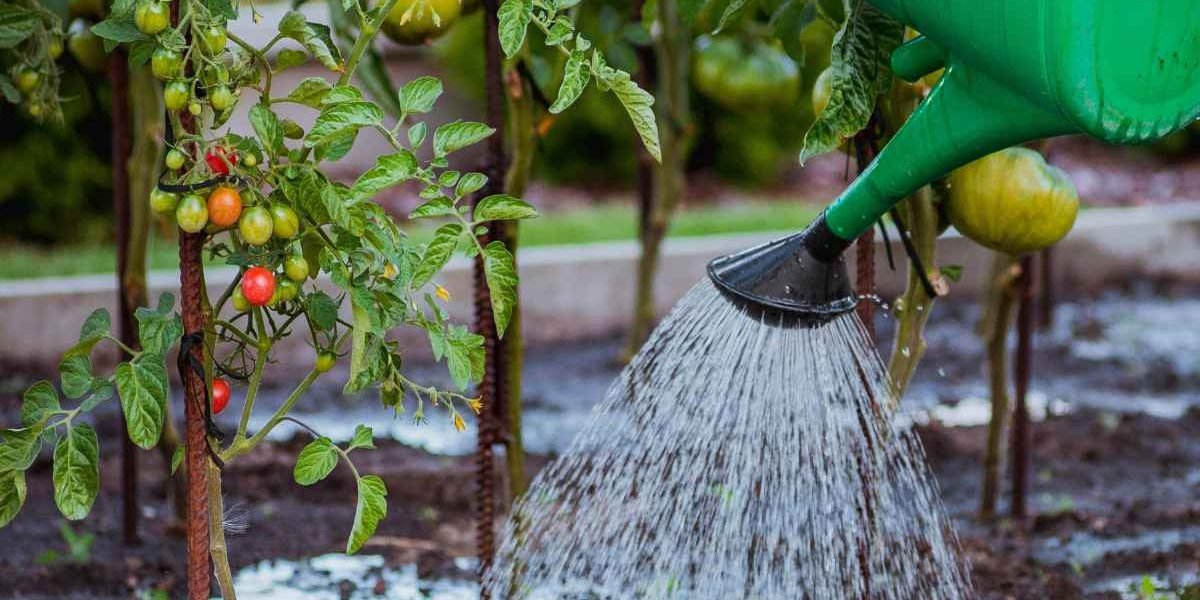 A Planta Perfeita para Quem Esquece de Regar