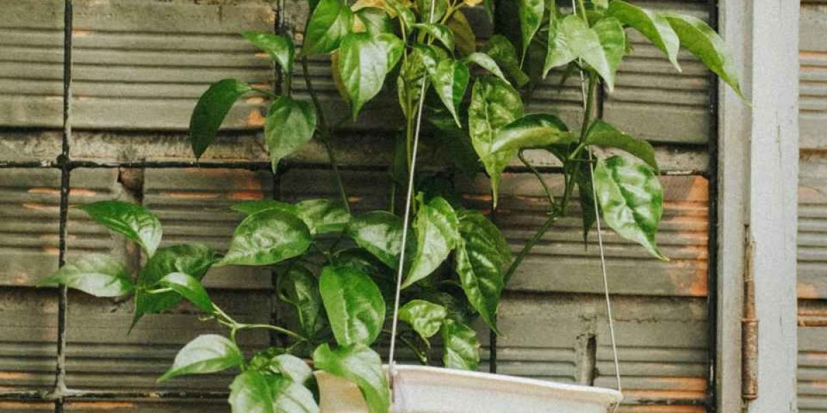 As Plantas que Mais Chamam Atenção nas Minhas Fotos
