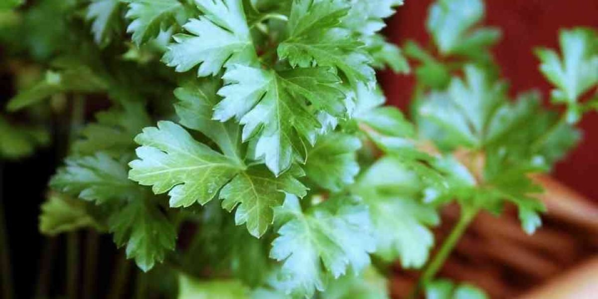 Cheiro Verde 