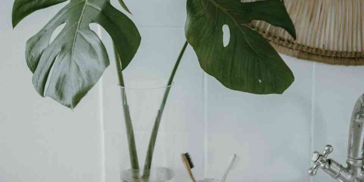 Como Regar Plantas do Jeito Certo e na Medida